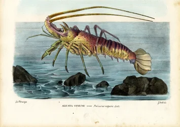 Crustaceans